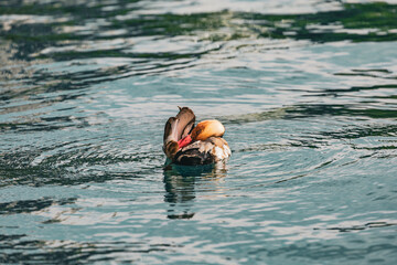 A vibrant red-crested pochard with its striking orange head and red beak swims alongside a mallard duck in crystal-clear water. The ripples and reflections create a peaceful and natural scene perfect 