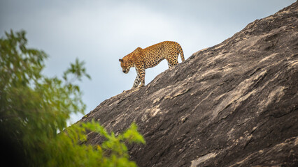 Leopard walks down a rocky slope at Yala National Park, Sri Lanka. The animal is focused as it...