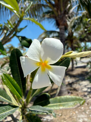 Close-up of a single frangipani flower on its stem, set against a vibrant tropical background of...