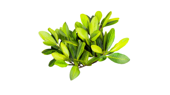 Vibrant green leaves on transparent background ready for decoration