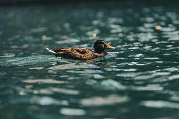 A detailed close-up of a mallard duck gliding smoothly across clear turquoise water. The rich...