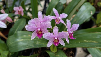 Compact moth orchid variety with small pink flowers, white speckled margins, purple lip, yellow base, and strap-shaped foliage