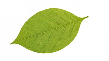 Fototapeta premium Isolated green leaf pattern creating a natural frame on a white surface, seasonal art decoration