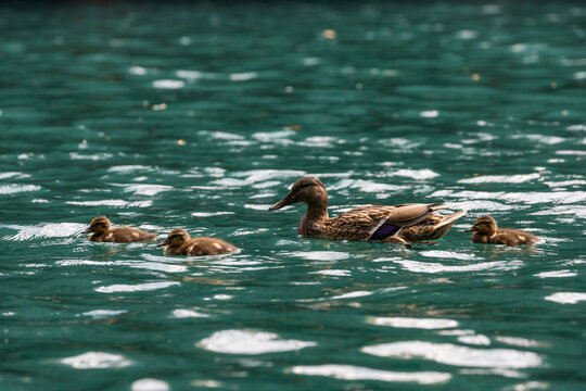 Mother duck peacefully swimming with her three ducklings on a clear, turquoise lake. The tranquil nature scene captures a moment of family bonding and wildlife in its natural habitat, ideal for themes