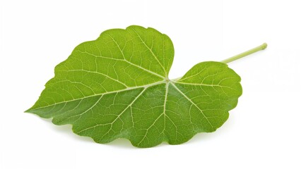 Obraz premium Single green pumpkin leaf against a plain white background