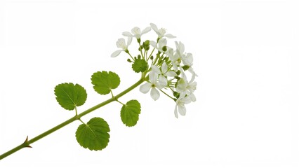 White background showcasing fresh citronella shoot for mosquito protection