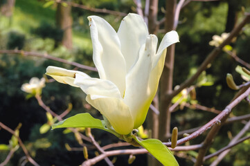 Magnolia in garden