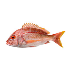 red fish isolated on white