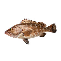 fish isolated on white background