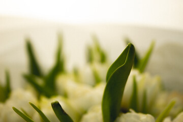 Obraz premium Their petals are gently opened, as if in motion, conveying a sense of lightness, harmony, and natural energy.