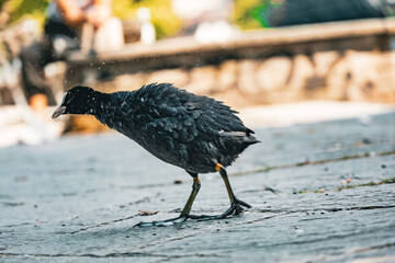 Close-up of a young Eurasian coot (Fulica atra) with wet feathers walking along a stone-paved path near the water in Zurich. Captured in warm daylight, the scene highlights the unique features of the 