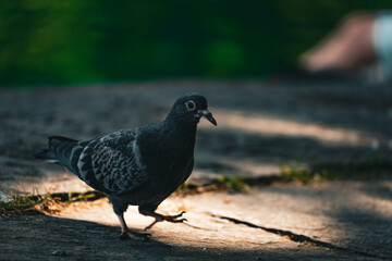 A dark-colored pigeon standing on a textured stone surface near a reflective lake in Zurich. The soft background bokeh highlights the details of the bird's feathers and posture in a peaceful urban set