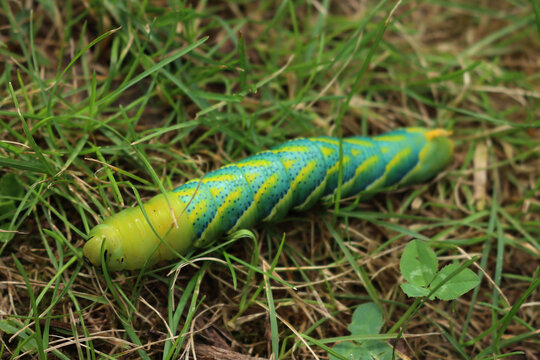 Greater Death's Dead Hawk-moth caterpillar on green grass. Acherontia atropos caterpillar