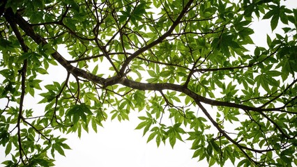 Individual tree standing on a white background