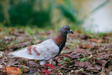 Pigeon walking on the grass in the park. Selective focus.