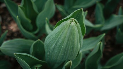 Green tulip leaves captured closely with a serene natural environment behind