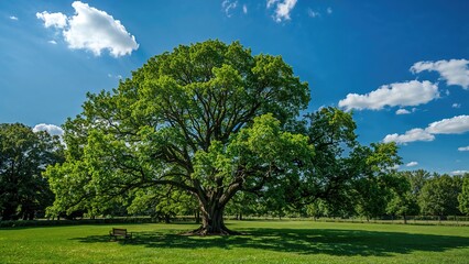 Fototapeta premium Lone tree standing tall under vibrant blue skies in a garden