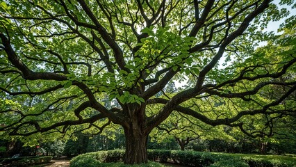 Obraz premium Arboreal specimen within a botanical collection