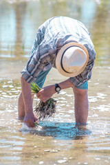 An elderly farmer manually pulls out rice seedlings in a flooded rice field on a sunny day. Harvesting. Manual agricultural labor