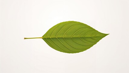 Obraz premium Isolated green leaf on a clean white surface