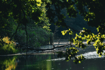Naklejka premium A tranquil, shaded forest lake in Kreuzlingen, Switzerland, with a fallen tree lying across the water and dense green reeds growing along the shore. The sunlight filtering through the leaves creates a