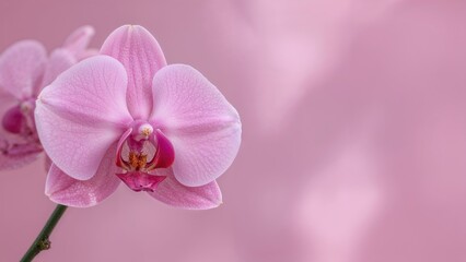 Obraz premium Selective focus on a vibrant pink orchid flower