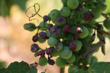 Close-up of Pinot Gris grapes on branches  damaged by hailstorm in the vineyard on summer