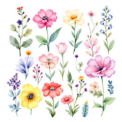 Fototapeta premium Watercolor floral clipart set. Blue, pink, violet and yellow wild chamomile, daisy flowers, branches, leaves and twigs.