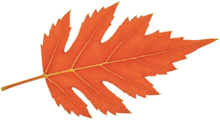 Isolated Autumn Leaf in Orange