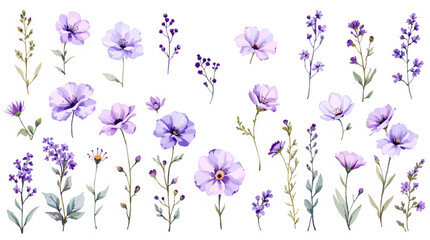 lavender flowers on white background