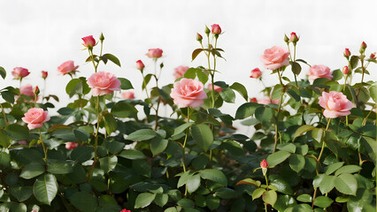 A lush garden bed filled with blooming pink roses against a bright white background