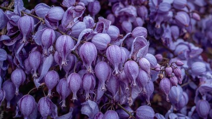 Obraz premium Macro shot of wisteria flowers blooming in spring, highlighting delicate buds and beauty