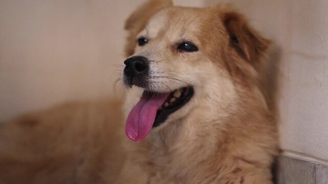 A dog is laying on the ground with its tongue out