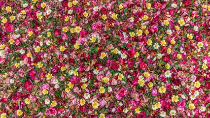 A beloved ritual involves creating vibrant flower carpets from fresh plant materials to honor Corpus Christi.