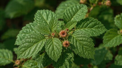 Young raspberry bush shoot in early spring