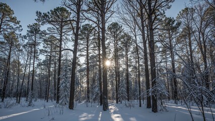 Radiant sunlight shines over a snowy forest, inspiring feelings of warmth and renewal on a rare winter day.