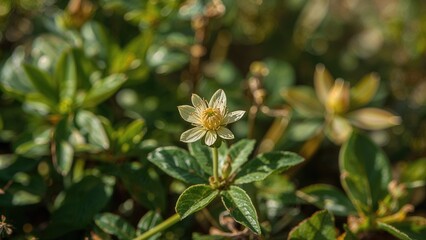Close-up of a rosehip blossom with lush green leaves in the backdrop, showcasing summer flora and natural beauty.