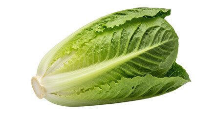 Isolated Romaine Lettuce Head