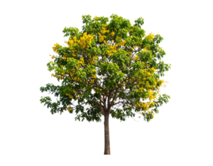 Tree Stump Isolated on White Background