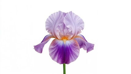Nature-Inspired Iris Flower Pattern Set Against a Pure White Background