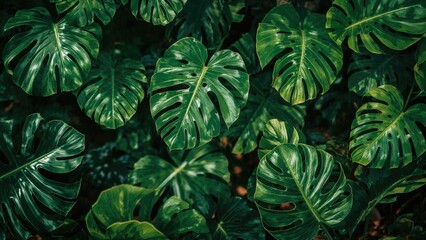 Obraz premium Attractive tropical leaf patterns for summer and spring themes