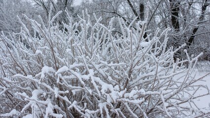 Bush branches coated with snow and rime ice.