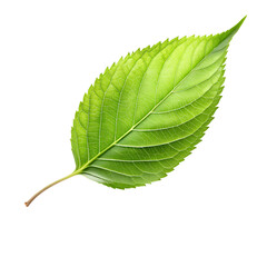 Fototapeta premium Closeup of a vibrant green leaf isolated on transparent background, showcasing the intricate details of natures botanical beauty and symbolizing growth, health, and the freshness of spring
