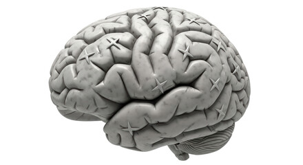 Isolated Human Brain with Star Markers