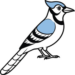 Obraz premium Blue Jay Bird Line Art Isolated on White Background animal wildlife