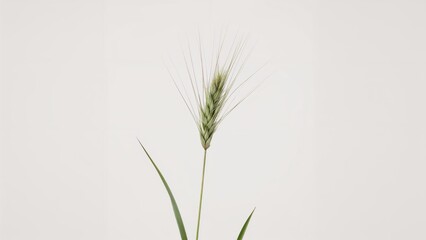 Obraz premium The Rye Plant (Secale cereale)