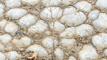 Arid Landscape: Cracked Earth and a Leafless Branch, Textural Dryness