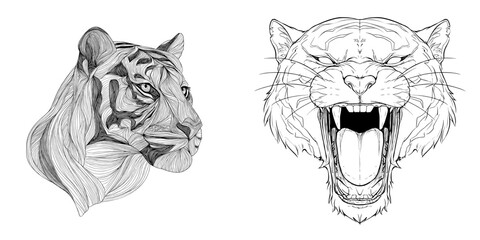 A tiger's head is sketched in black lines on a modern white background