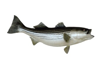 Stripe bass fish mount  isolated