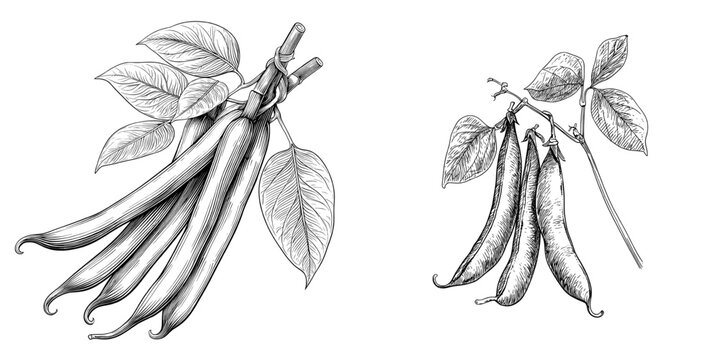 This modern illustration set consists of a hand-drawn black and white sketch of beans, string beans, and a leaf, designed in an engraved style for use as labels, cards, stickers, menus, and package
